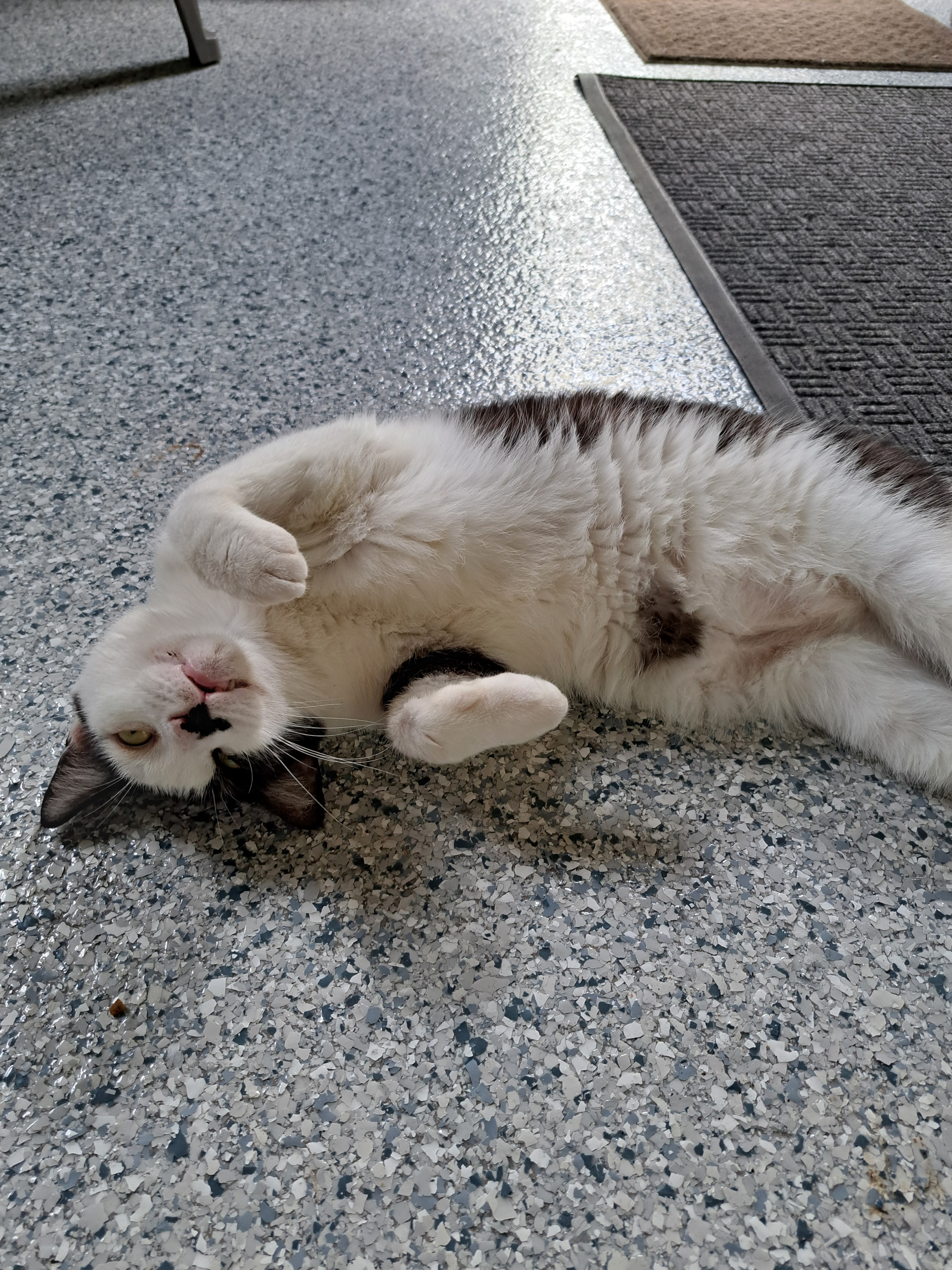 Arthur — Black/White Kitty available for adoption at Cat Pals Inc.